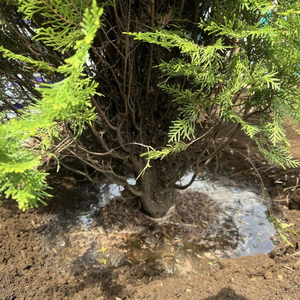 大地に根を張るコノテガシワの若木。 植えられたばかりの緑が、光を受けて新たな生命の循環を始めている。 草木とミライの象徴植物としての「緑の再生」を表現した写真。