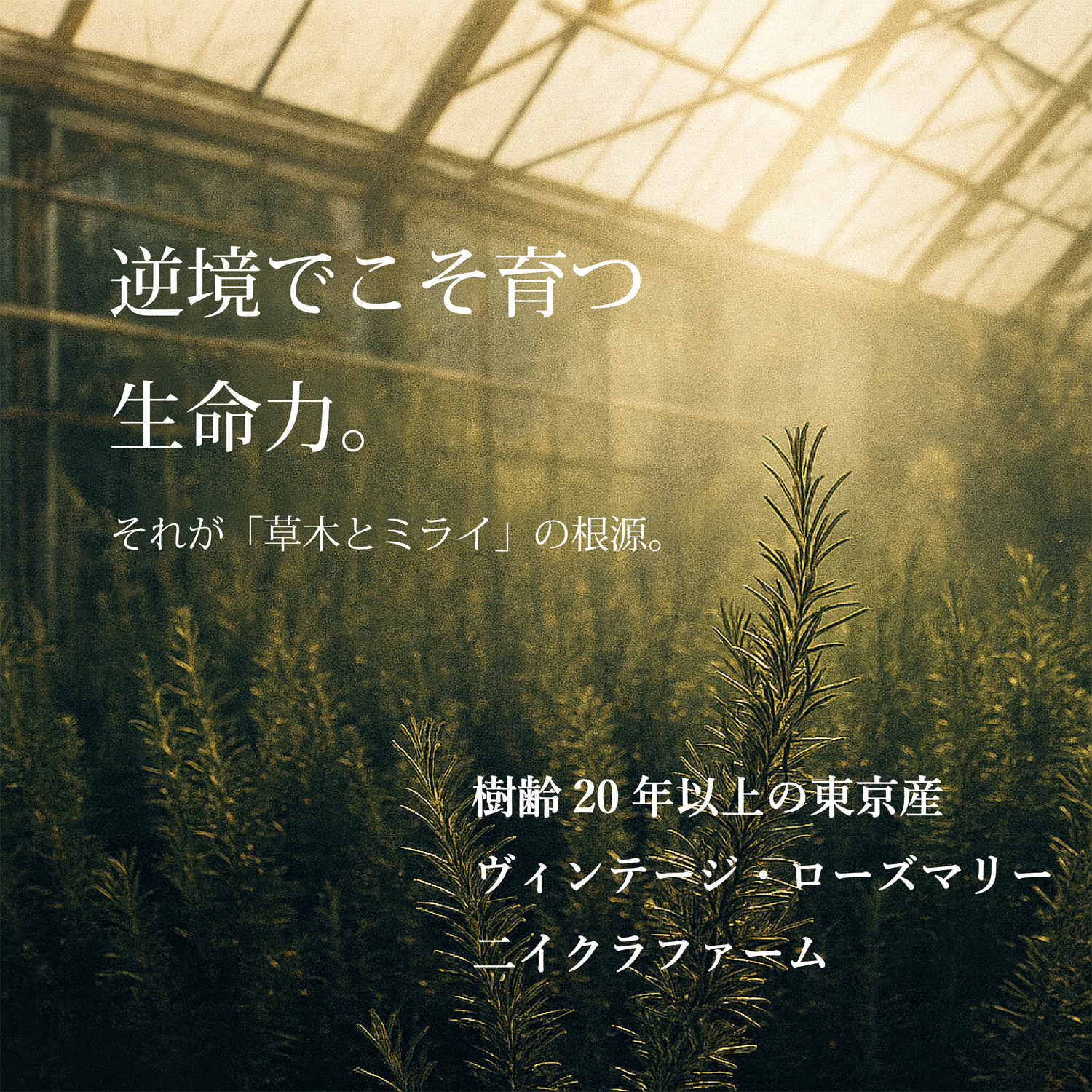 草木とミライ ニイクラファーム|室町時代から続く植物の知恵と生命の継承
