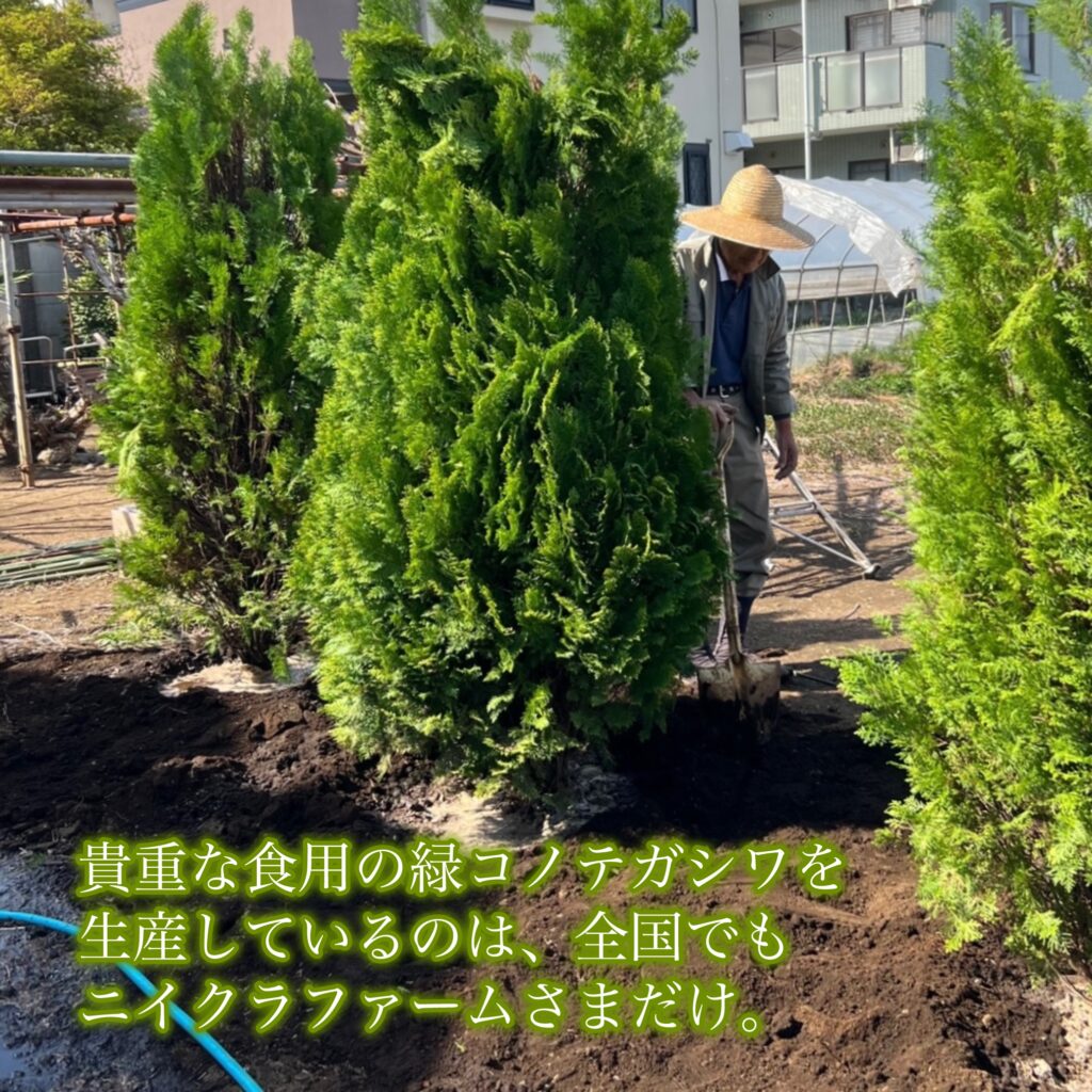 東京・田無のニイクラファームで、三代目社長と四代目専務が緑コノテガシワの手入れをしている様子。
全国で唯一、食用として栽培されるコノテガシワを守り続ける姿が写されている。
代々受け継がれる「自然と人の共生」の精神を象徴する一枚。