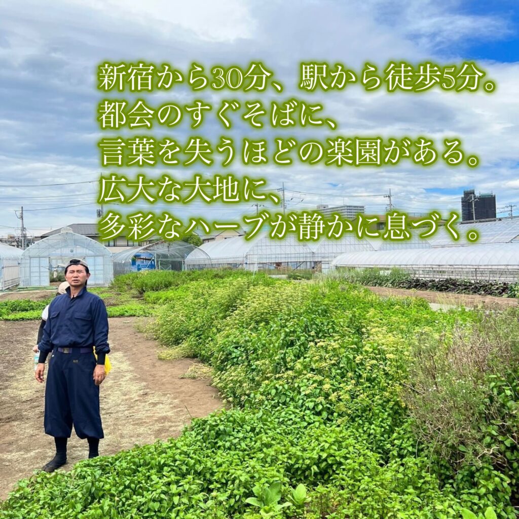 東京・田無のニイクラファームで、四代目・新倉大二郎専務が畑に立つ姿。
青空の下、緑豊かな畑を見渡すように佇む様子が写されており、
三代にわたる自然栽培の伝統を受け継ぎながら、新たな未来を切り拓く意志を感じさせる。